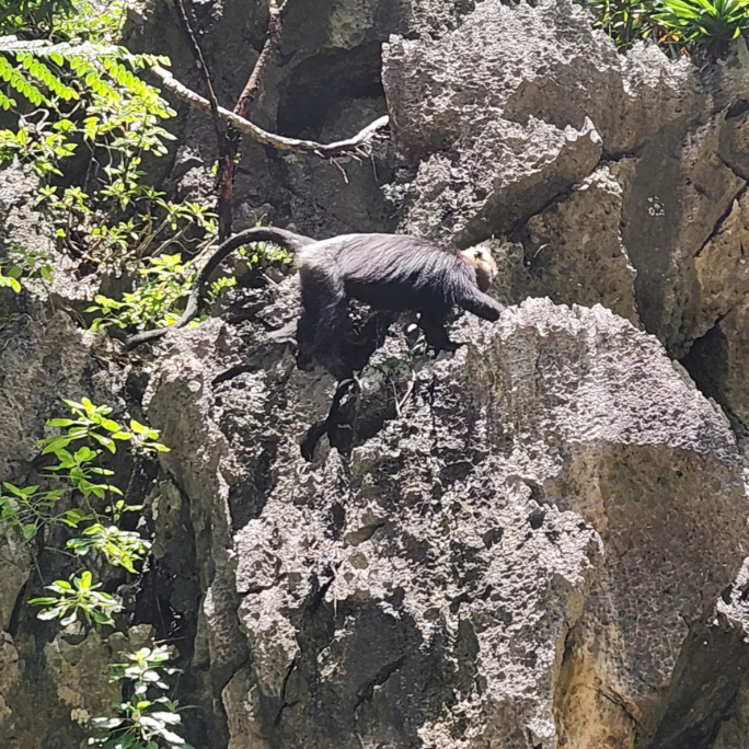 Cat Ba Climbing
